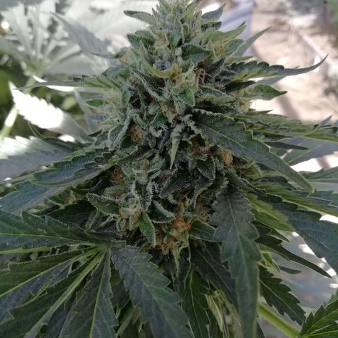 Green Gelato growlog timeline photo