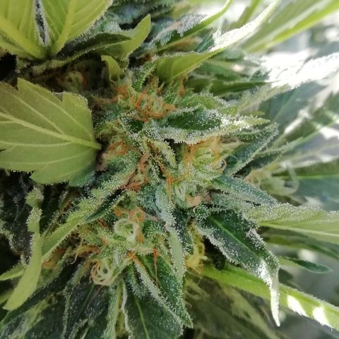 Green Gelato growlog timeline photo