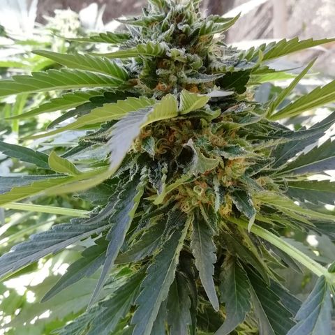 Green Gelato growlog timeline photo