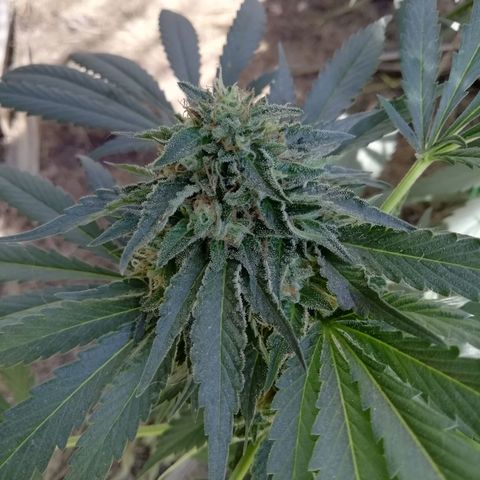 Green Gelato growlog timeline photo