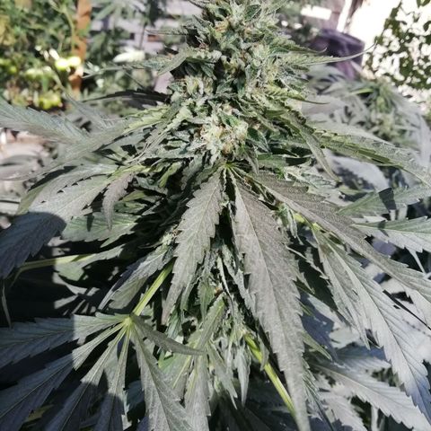 Green Gelato growlog timeline photo