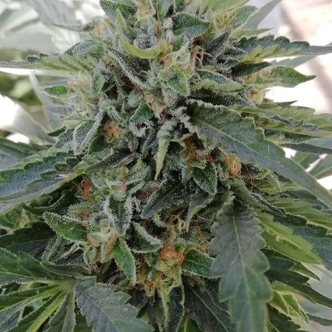 Green Gelato growlog timeline photo