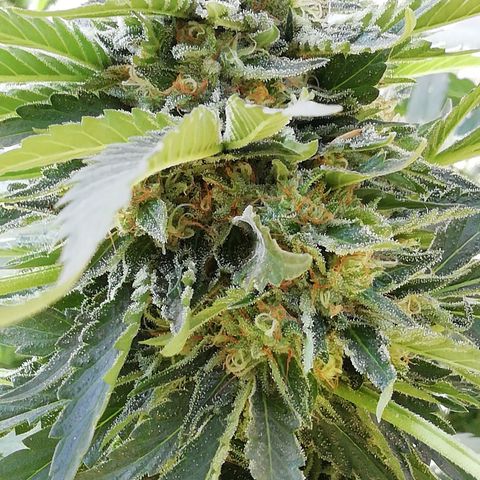 Green Gelato growlog timeline photo
