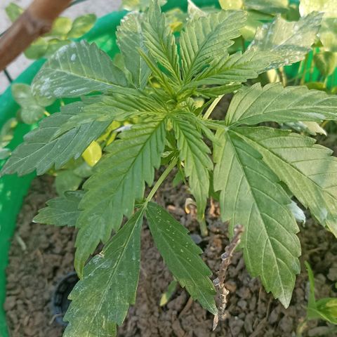 Panda growlog timeline photo