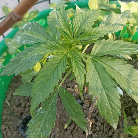 Panda growlog timeline photo