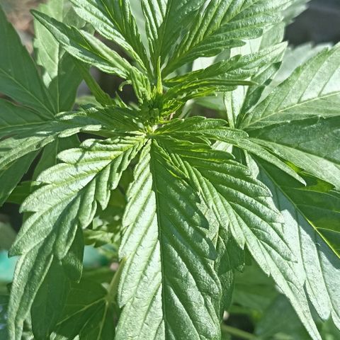 Panda growlog timeline photo