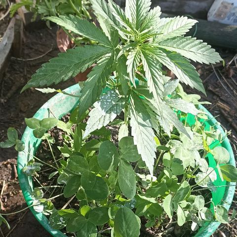 Panda growlog timeline photo