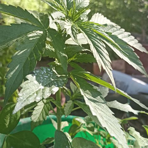 Panda growlog timeline photo