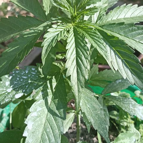 Panda growlog timeline photo