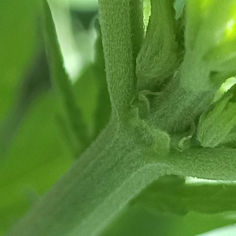 Panda growlog timeline photo