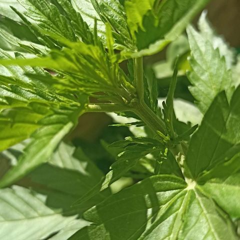 Panda growlog timeline photo