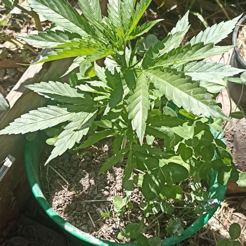 Panda growlog timeline photo