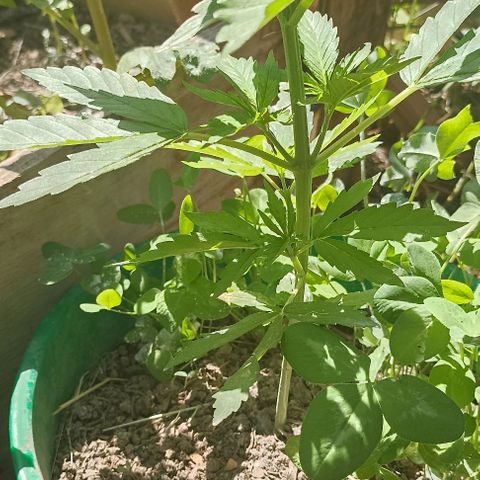 Panda growlog timeline photo