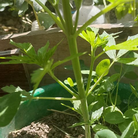 Panda growlog timeline photo