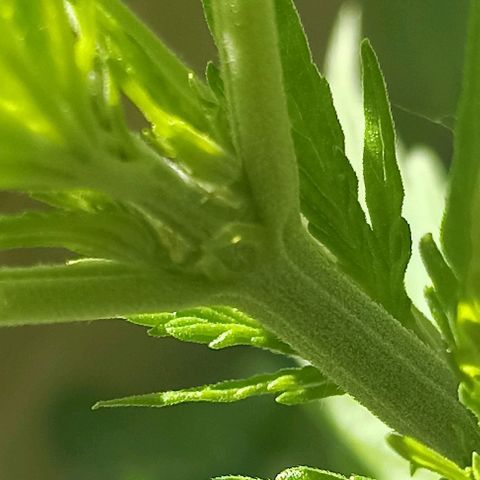 Panda growlog timeline photo