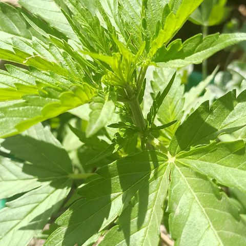 Panda growlog timeline photo