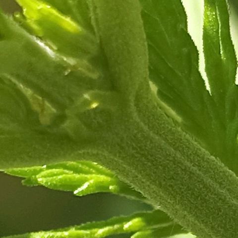 Panda growlog timeline photo