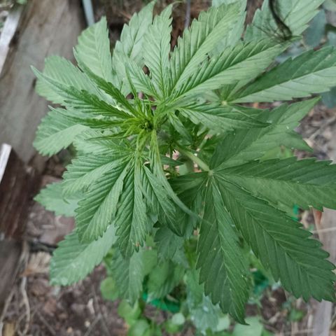Panda growlog timeline photo