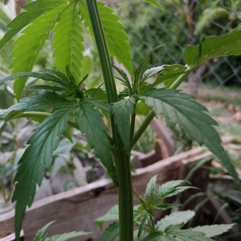 Panda growlog timeline photo