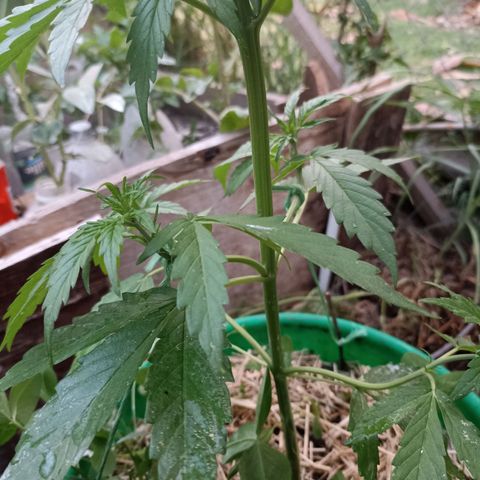 Panda growlog timeline photo