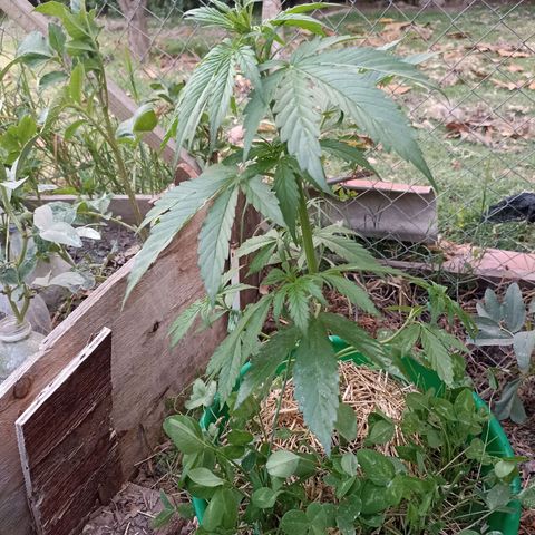Panda growlog timeline photo