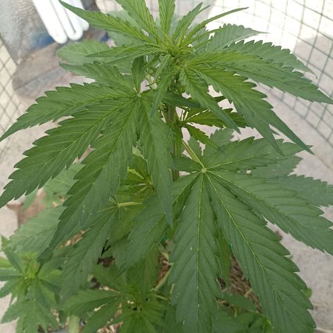 Panda growlog timeline photo