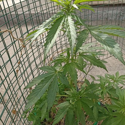 Panda growlog timeline photo