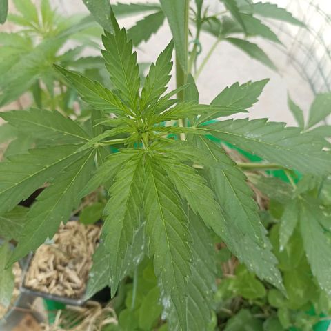 Panda growlog timeline photo
