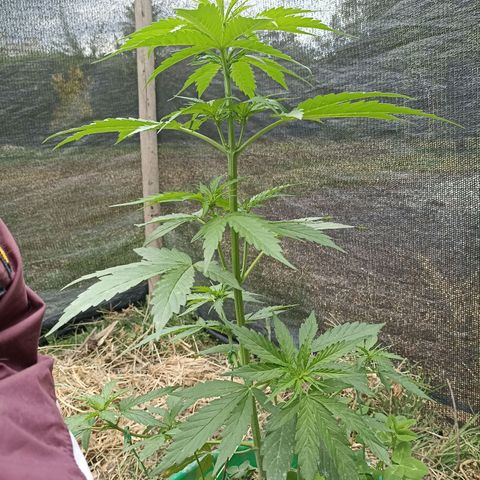 Panda growlog timeline photo