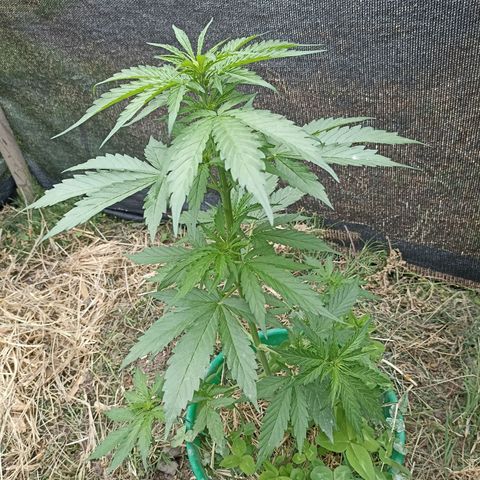 Panda growlog timeline photo