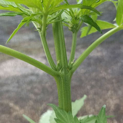 Panda growlog timeline photo