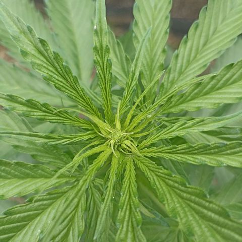 Panda growlog timeline photo