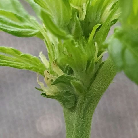 Panda growlog timeline photo
