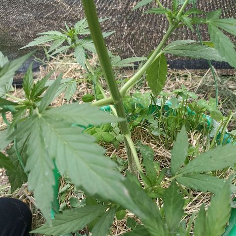 Panda growlog timeline photo