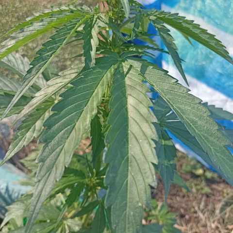 Panda growlog timeline photo
