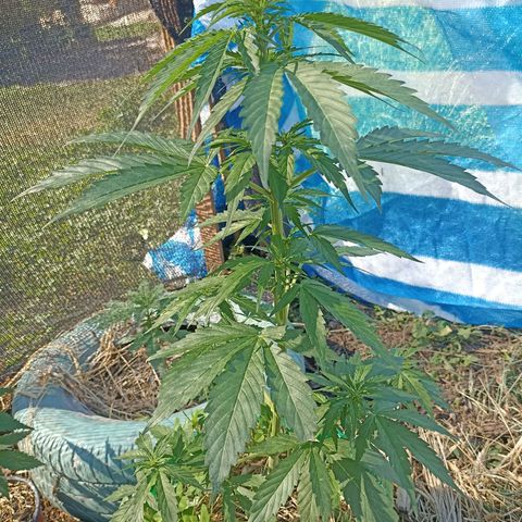 Panda growlog timeline photo