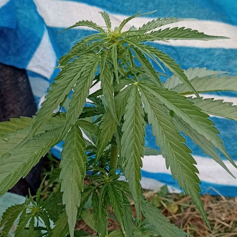 Panda growlog timeline photo