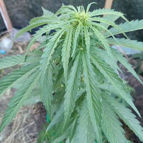 Panda growlog photo: Te Amo 💗