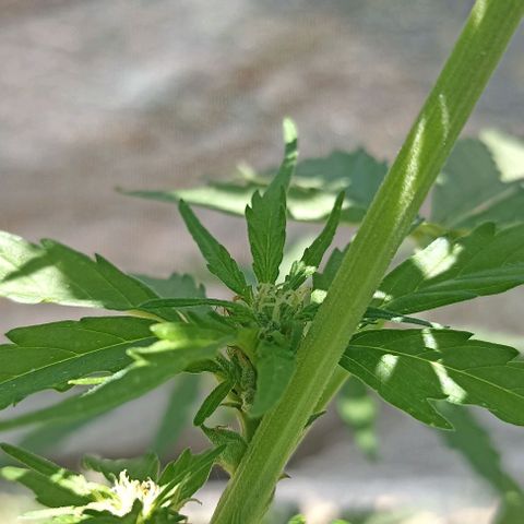 Panda growlog timeline photo