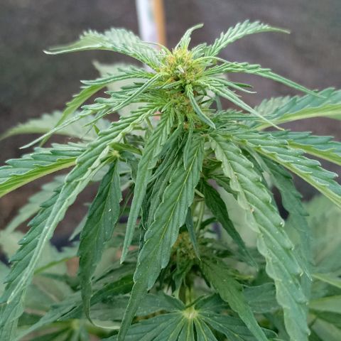 Panda growlog timeline photo