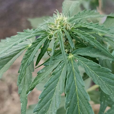 Panda growlog timeline photo