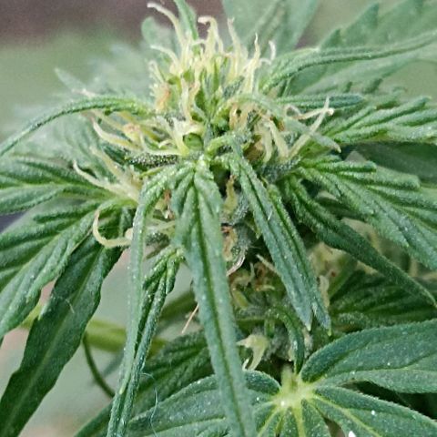 Panda growlog timeline photo