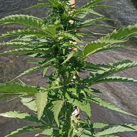 Panda growlog timeline photo