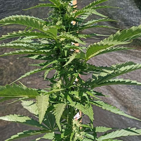 Panda growlog timeline photo