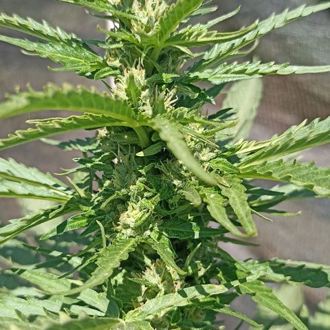 Panda growlog timeline photo