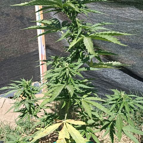 Panda growlog timeline photo