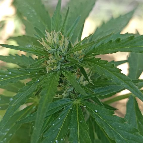Panda growlog timeline photo