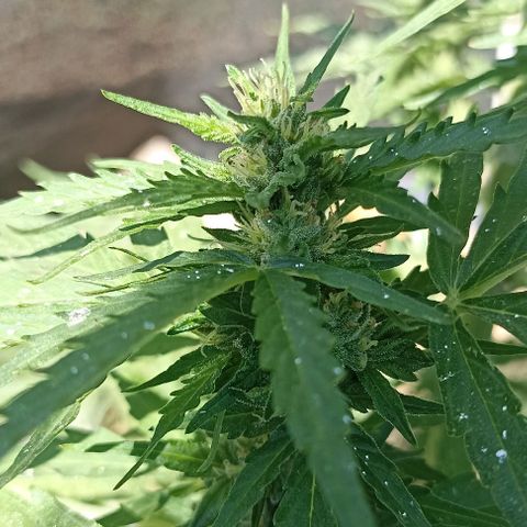 Panda growlog timeline photo