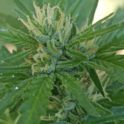Panda growlog timeline photo