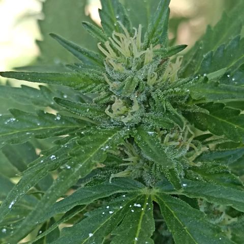 Panda growlog timeline photo